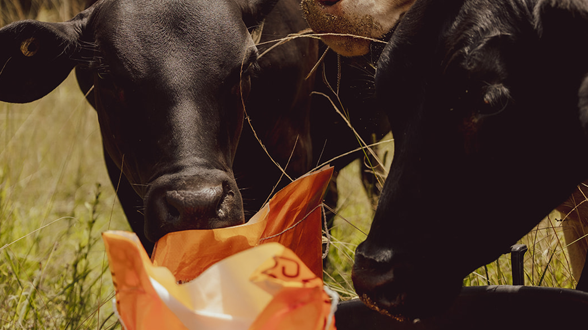 Feed Supplements Livestock Performance