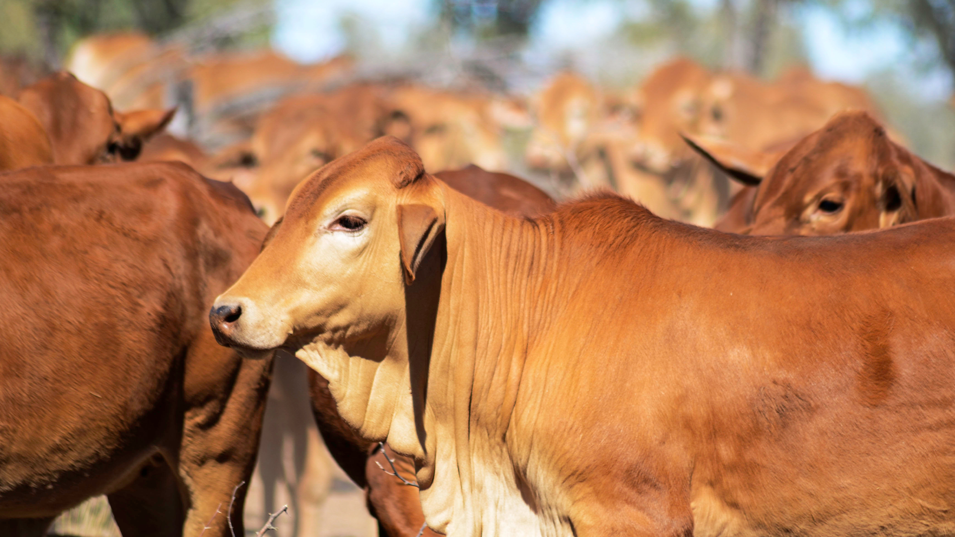 Urea Benefits and Precautions