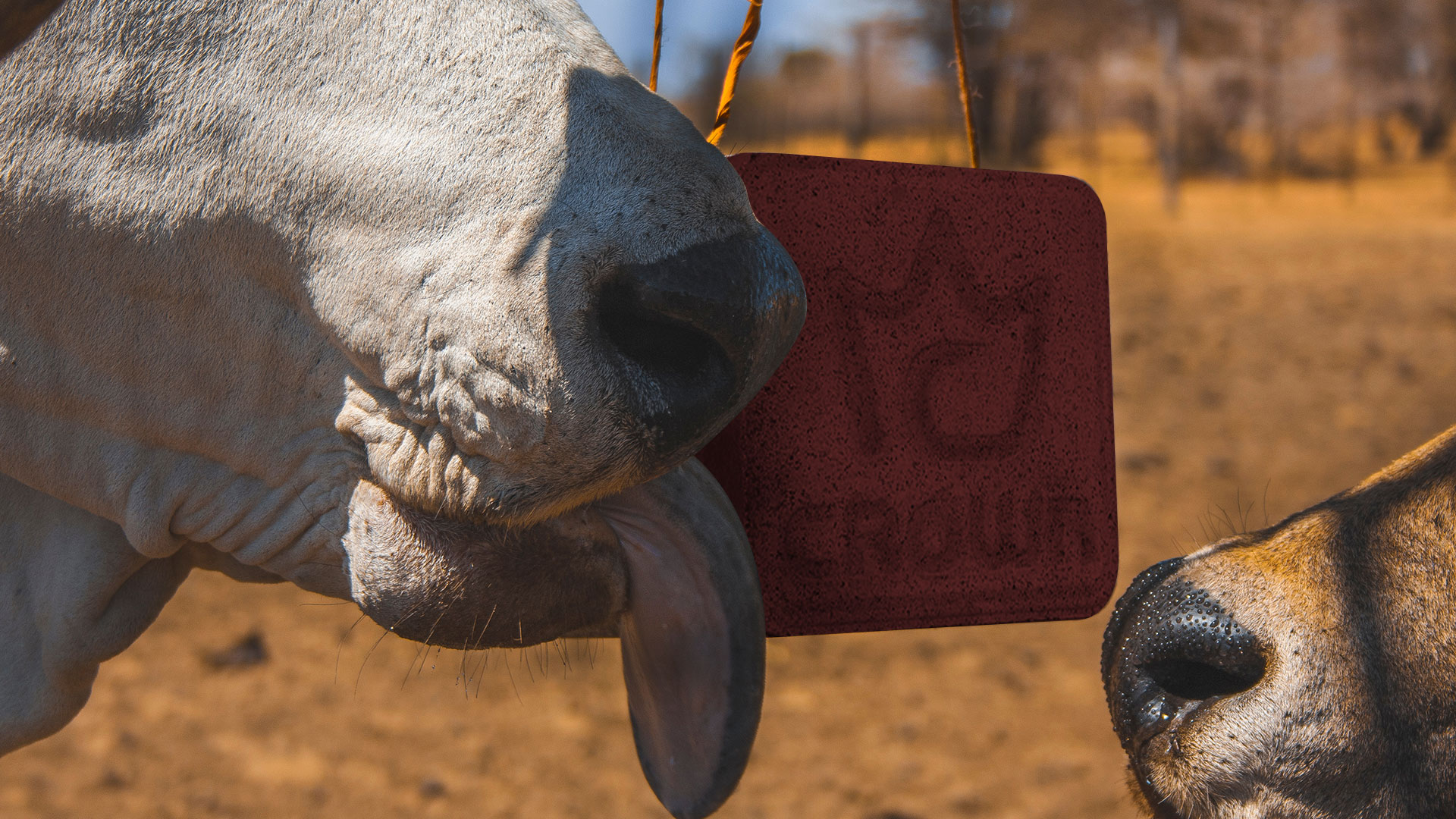 Feeding Urea to Livestock During a Dry Season in Australia